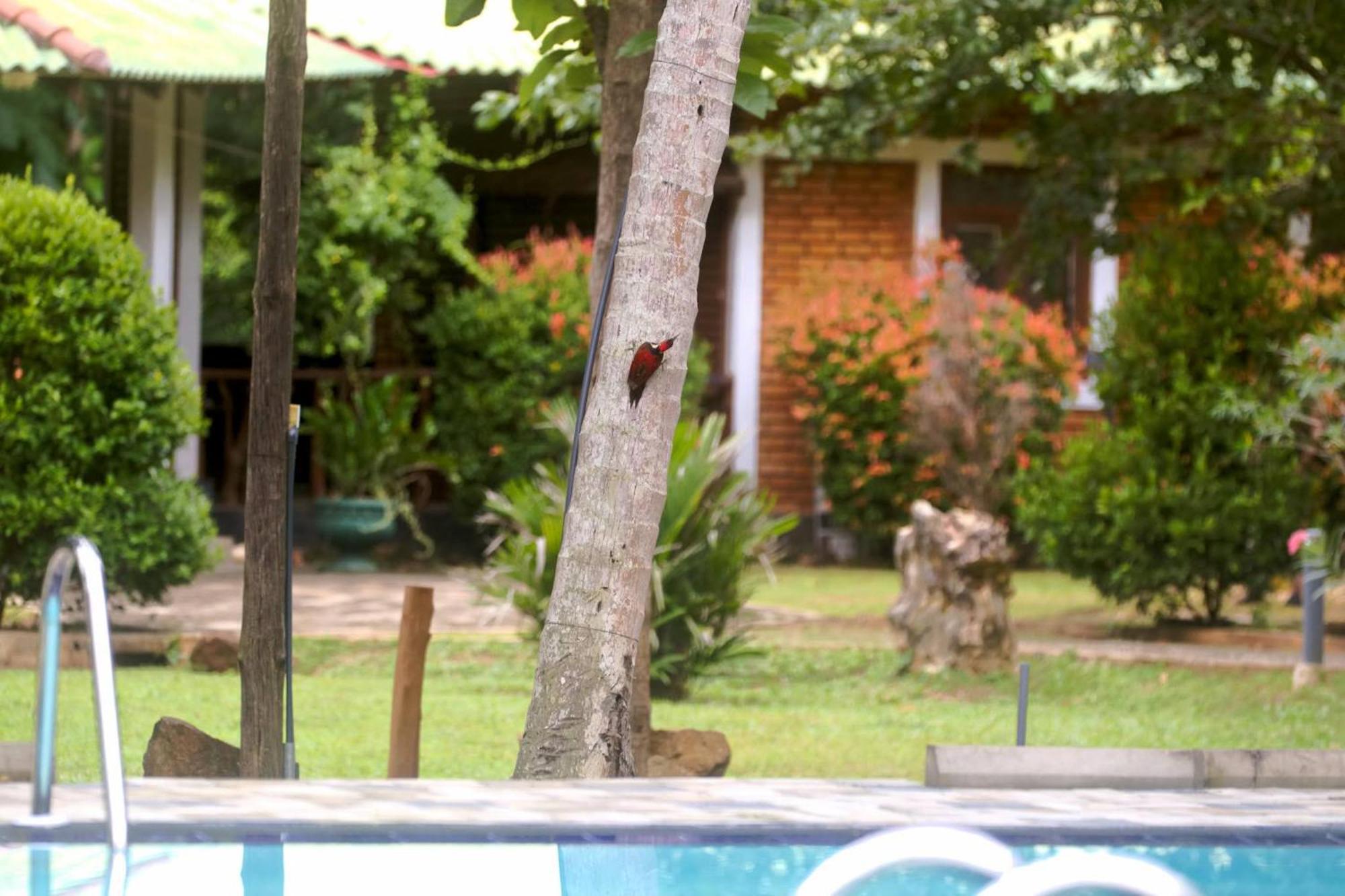 The Mastodon Valley Safari Resort Udawalawe Kültér fotó